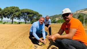 Beydağ’da İlk Kez Kuşkonmaz Üretimine Başlandı