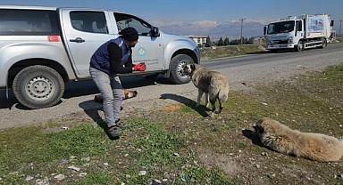 Deprem Bölgesi’ndeki Can Dostlarımız Unutulmadı