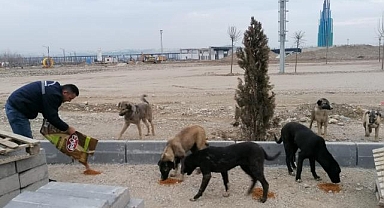 Deprem Bölgesindeki Can Dostlarımız İçin Mama Bırakılıyor