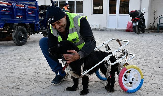 Felçli Köpek 'Karam' ilgi ve sevgiyle yeniden yürümeye başladı felçli köpek 'Karam'ı sevgi ve şefkat iyileştirdi