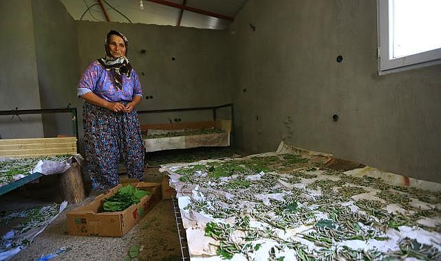 Büyükşehir İpekböcekçiliğini Destekliyor Muğla Kazanıyor