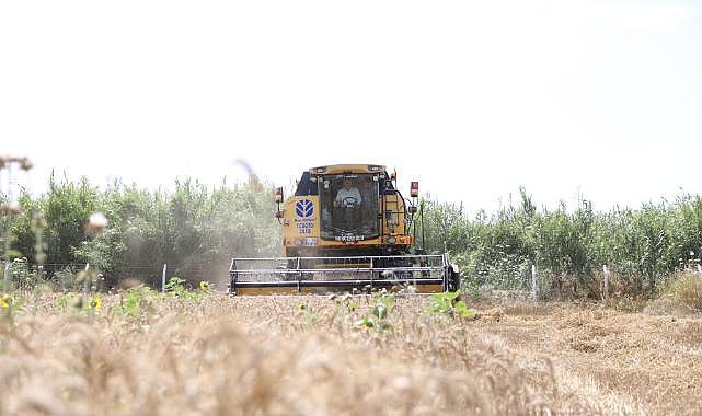 Didim'de İkinci Kez Buğday Hasadı Sevinci Yaşanıyor