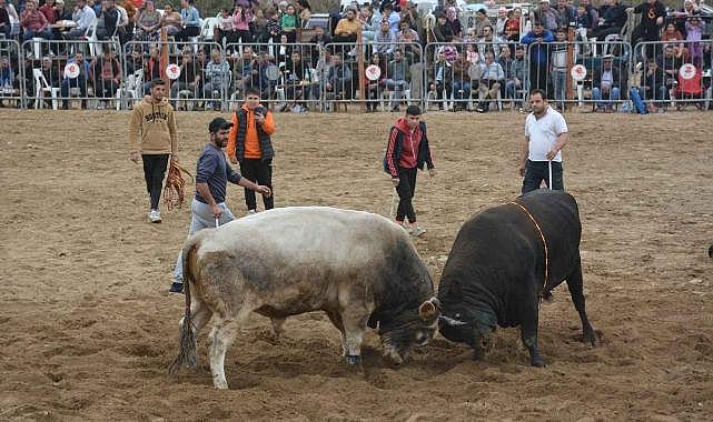 Yenilgisiz boğalar, Germencik'te güreşecek