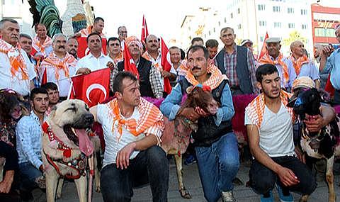Denizli'de kınalı koçlar yeniden şehre iniyor