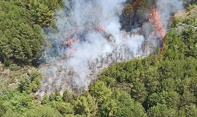 Muğla'da orman yangını