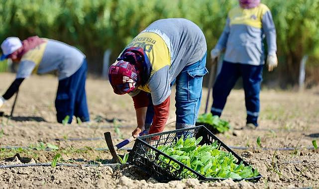 Didim'de kış sebzelerinin ekimine başlandı