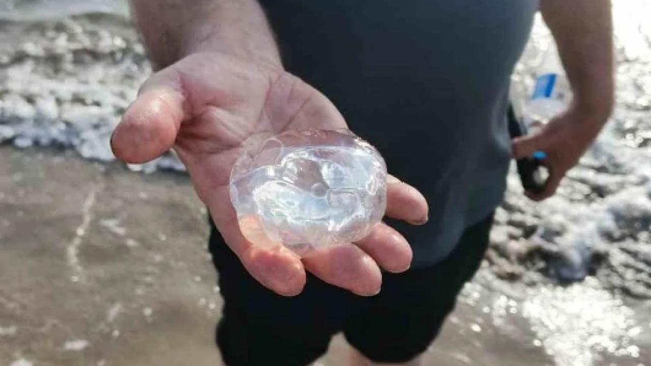 Kuşadası'nda çok sayıda denizanası kıyıya vurdu