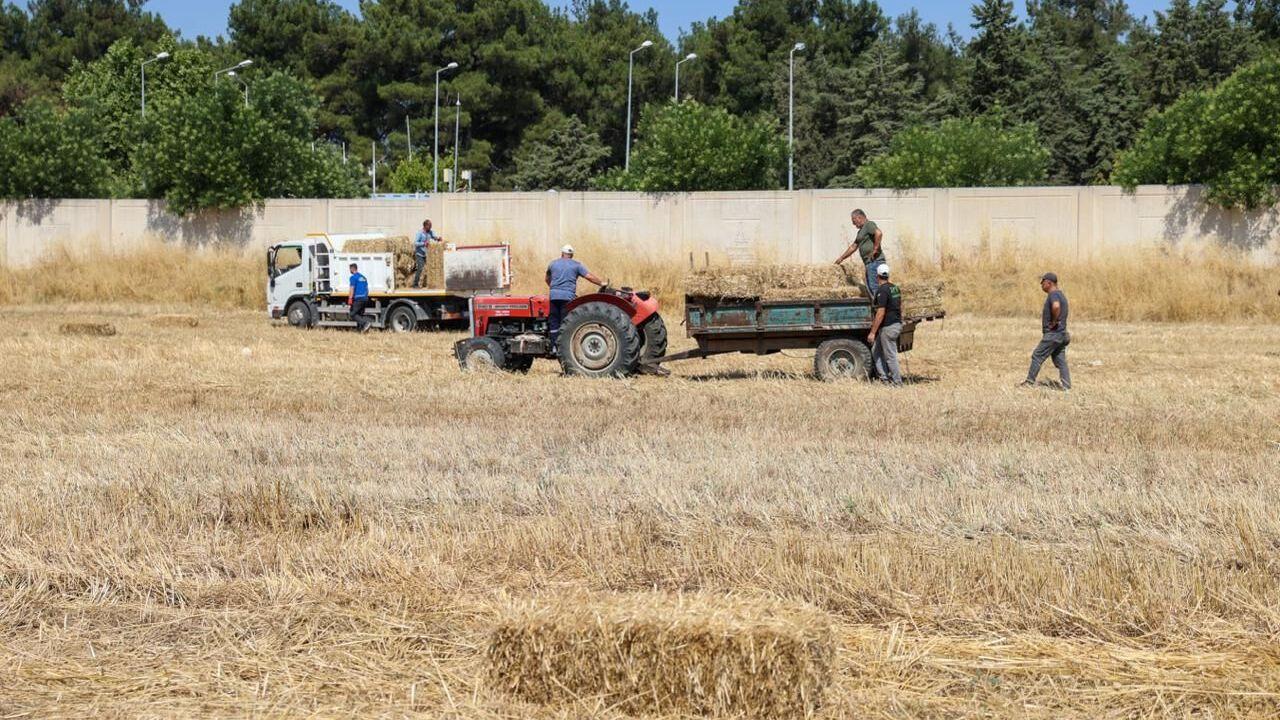Buca'da Hayvancılığa Büyük Destek! Üreticiye Nefes Aldıracak Hamle