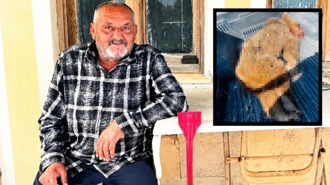 Seferihisar'da Paniğe Neden Olan Ayıdan Acı Son