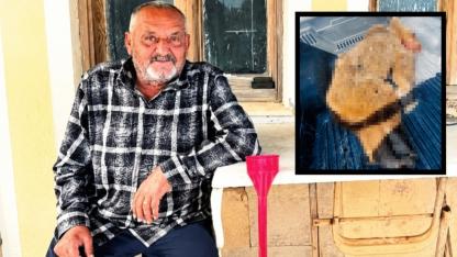 Seferihisar'da Paniğe Neden Olan Ayıdan Acı Son